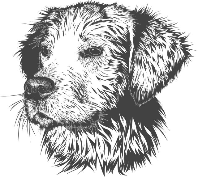 Take Dog on Motorcycle: Ultimate Guide for Pet-Adventures
